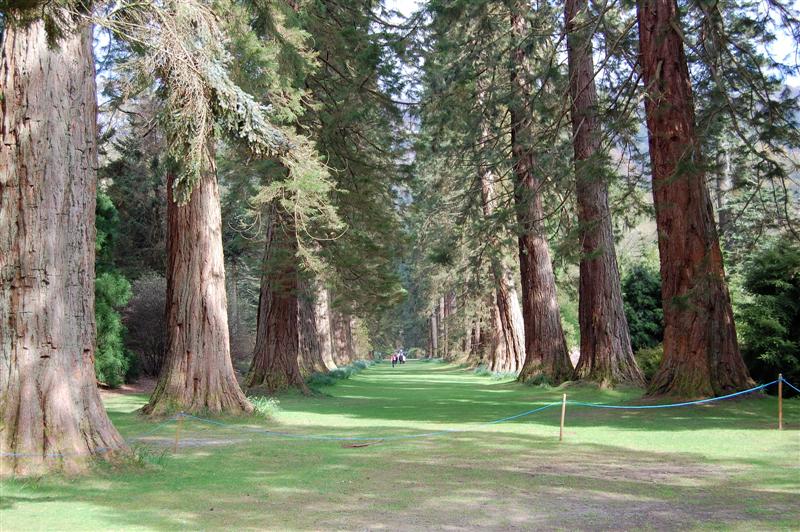 The well-known giant sequoia avenue planted in 1863 at Benmore Botanic Garden, Scotland. These trees are all over 50 metres (160 ft) tall.