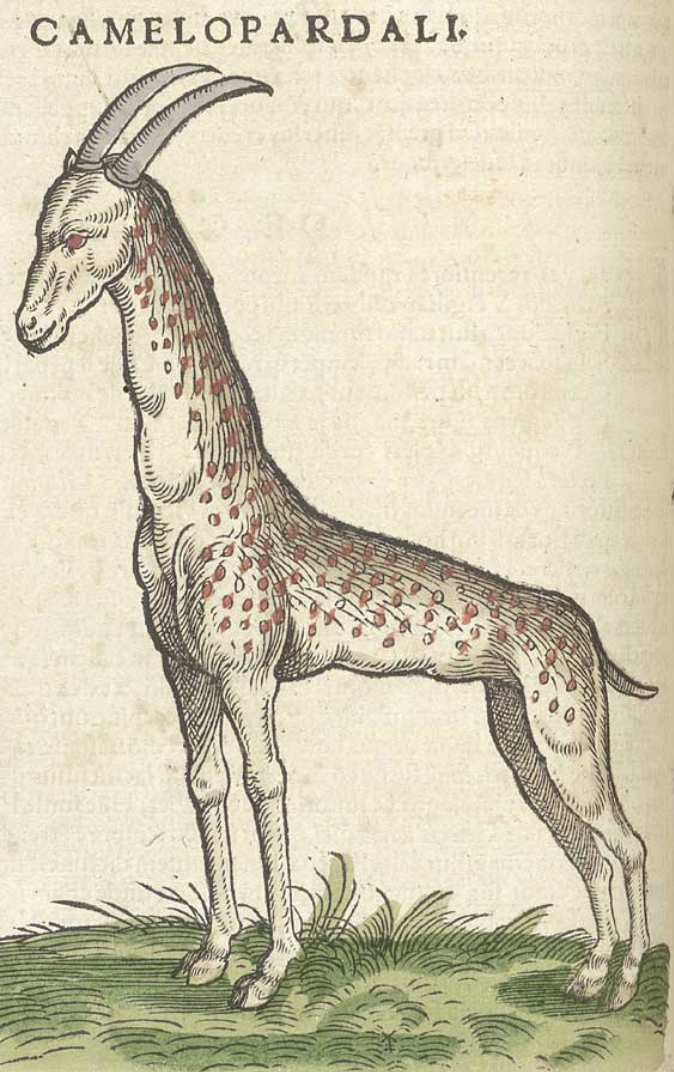 The giraffe from Historia Animalium by Conrad Gesner.