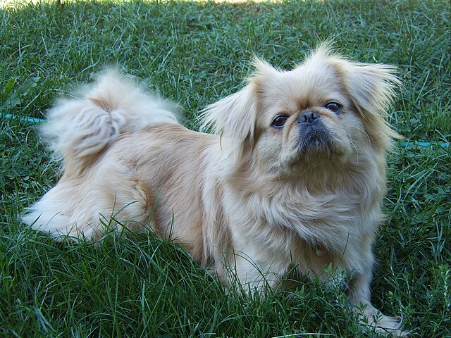 A Pekingese dog.